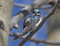 Tree Swallow